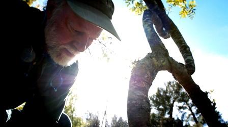 Video thumbnail: Oregon Art Beat Arborsculptor Richard Reames