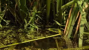 Pond Plants