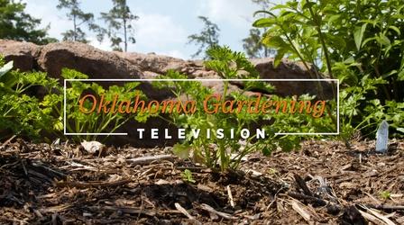 Video thumbnail: Oklahoma Gardening Oklahoma Gardening #4901 (07/02/22)