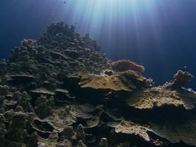 Can Super Corals Save Reefs?