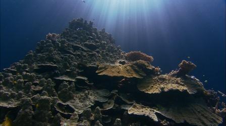 Video thumbnail: NOVA Can Super Corals Save Reefs?