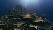 Can Super Corals Save Reefs?