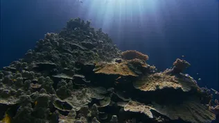 Can Super Corals Save Reefs?