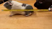 Measuring Pets