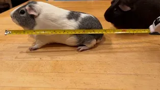 Measuring Pets