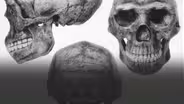 The Lost Human Fossils of World War II