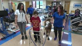 Video thumbnail: Chicago Tonight Meet Some Small But Mighty Miniature Therapy Horses