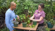 Propagating Begonias