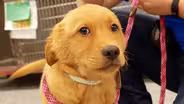 Puppy Training