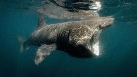 Basking Sharks: asset-mezzanine-16x9