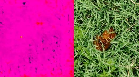 Video thumbnail: Prairie Sportsman Finding Fawns