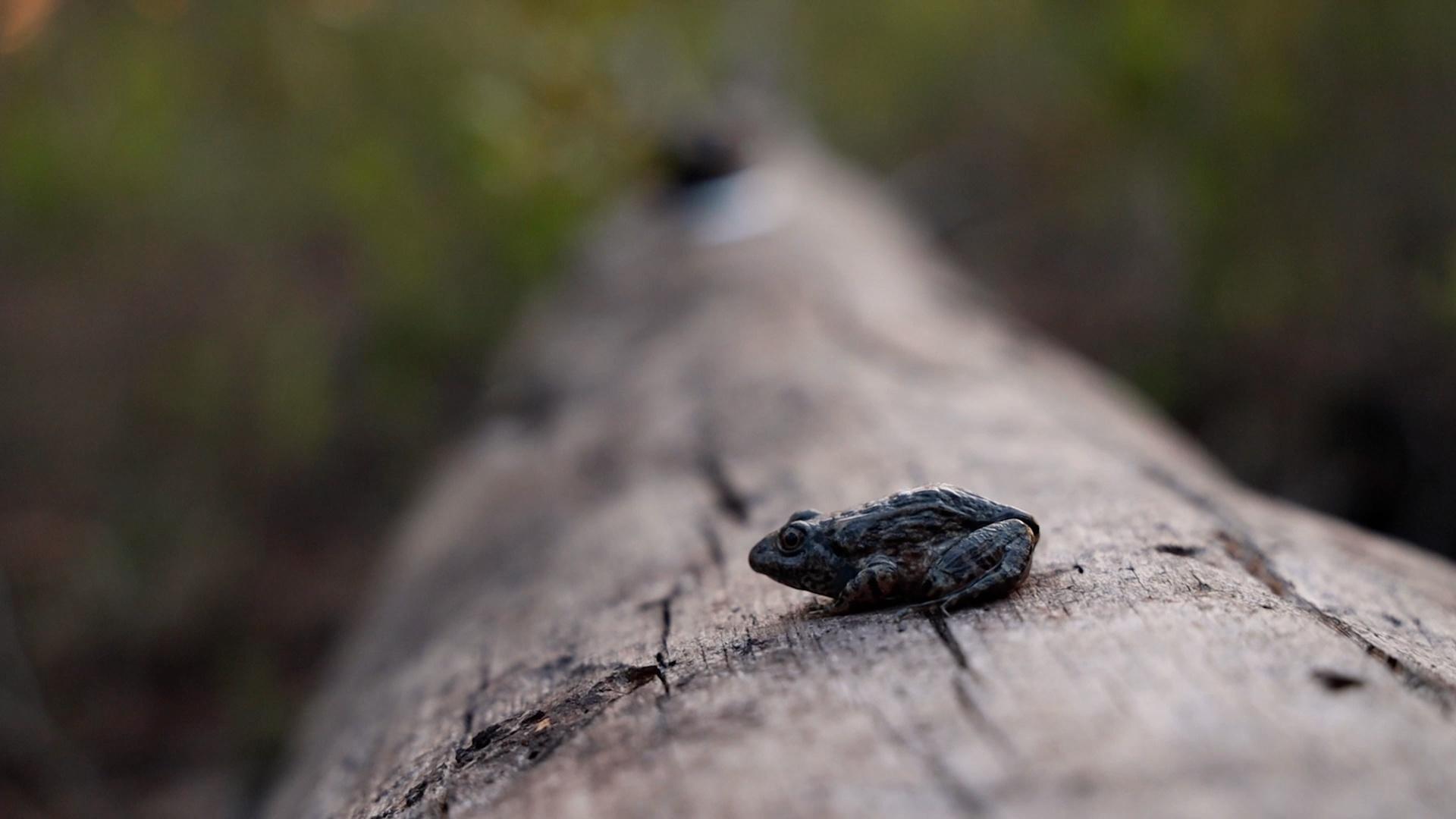 Gopher frog on a log.