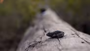 Can We Save North Carolina’s Rarest Frog?