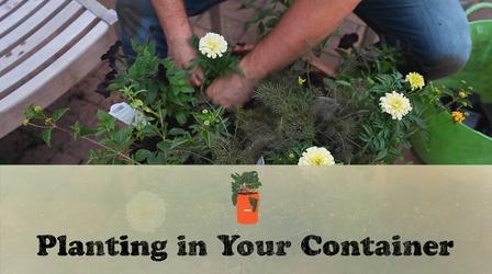 Video thumbnail: Let's Grow Stuff Planting in Your Container