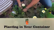 Planting in Your Container