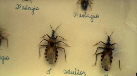 Video thumbnail: SoCal Connected 'The Assassin Bugs' and 'Mending Kids'