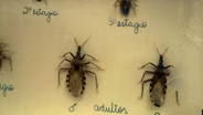 'The Assassin Bugs' and 'Mending Kids'