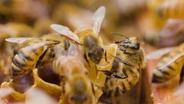Beekeeper | Tonja Moyer
