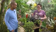 Popular Houseplants