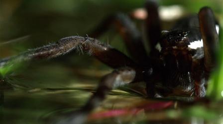 Video thumbnail: Europe's New Wild The Danube Delta’s Fen Raft Spider