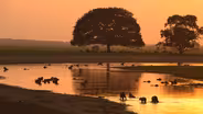 Capybaras in the Wetlands