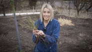 How to Plant a Bare Root Rose