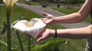 Jardin Botanique de Montréal