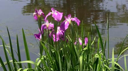 Video thumbnail: Carolina Snaps Swan Lake Iris Gardens