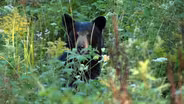 Bear Hunting, Deer Hunting