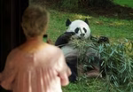 National Zoo prepares to say goodbye to beloved pandas