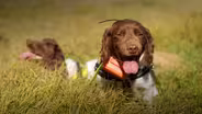 Canine Conservationists | WILD HOPE