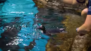 Penguin Gives First Swim Another Shot