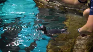 Penguin Gives First Swim Another Shot