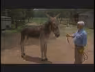 Mammoth Jacks; Antique Clock Roadshow; Pickett State Park