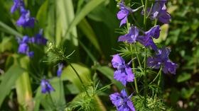 Video thumbnail: Central Texas Gardener Taste This: Winter Savory for Evergreen Design