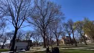 The push for more trees, greener Newark