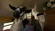 Goatscaping Across Rhode Island