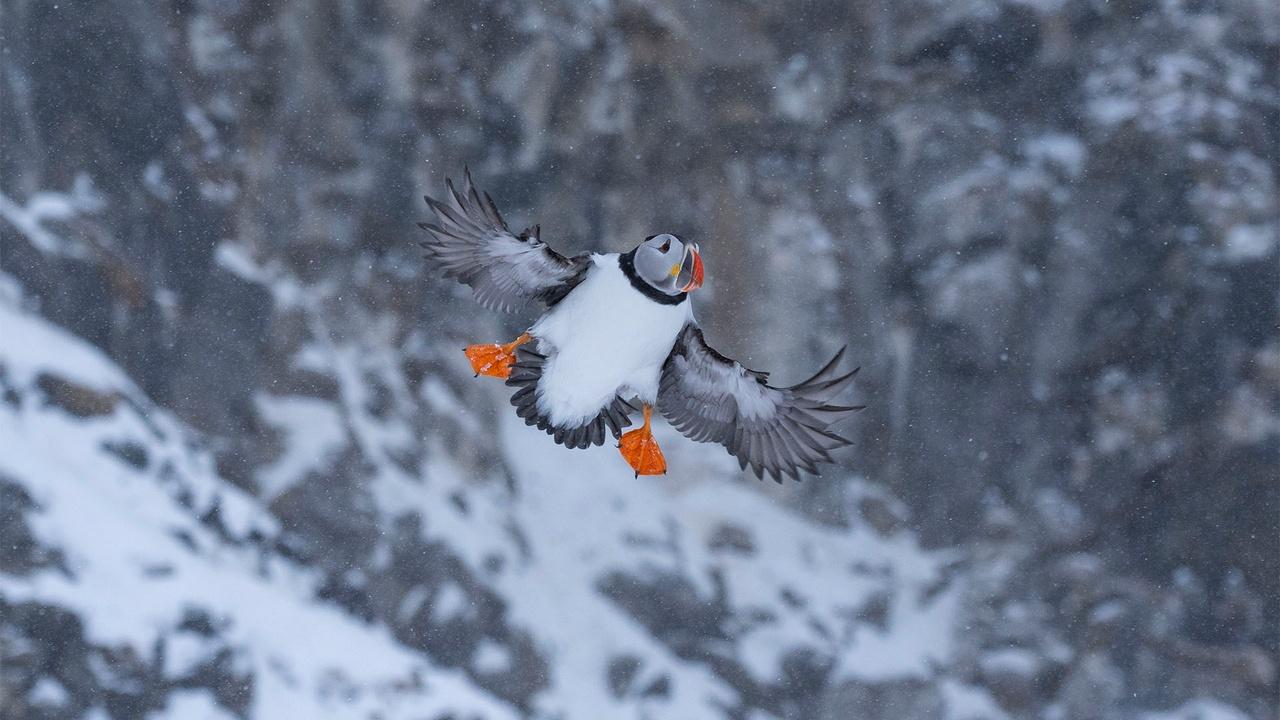 Wild Scandinavia | Life on the Edge