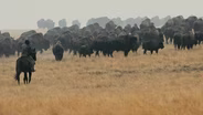 The Fall Buffalo Drive