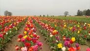 Oregon Tulip Farm