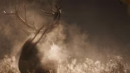 Ireland's Ancient Deer