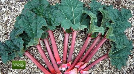 Video thumbnail: You Bet Your Garden You Bet Your Garden Ep. 129: Rhubarb