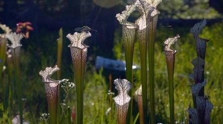 Video thumbnail: Alabama Public Television Presents The Carnivorous Kingdom