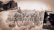 Hardship at the Harvest