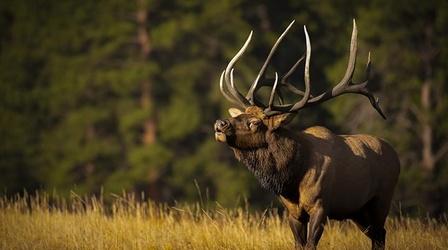 Video thumbnail: Wyoming Chronicle Photography Outfitter Ron Hayes