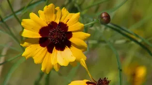 Bumblebee Nest Rescue & Wildflower Week