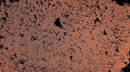 Video thumbnail: Nature Bat Volcano Erupts at Night