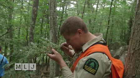 Video thumbnail: Mountain Lake Journal Peril and Promise | Hemlock Woolly Adelgid Hunting Season