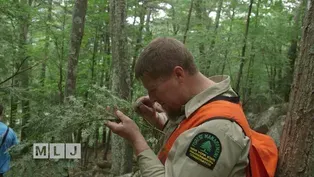 Peril and Promise | Hemlock Woolly Adelgid Hunting Season