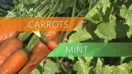 Video thumbnail: The Local Feed Carrots | Mint